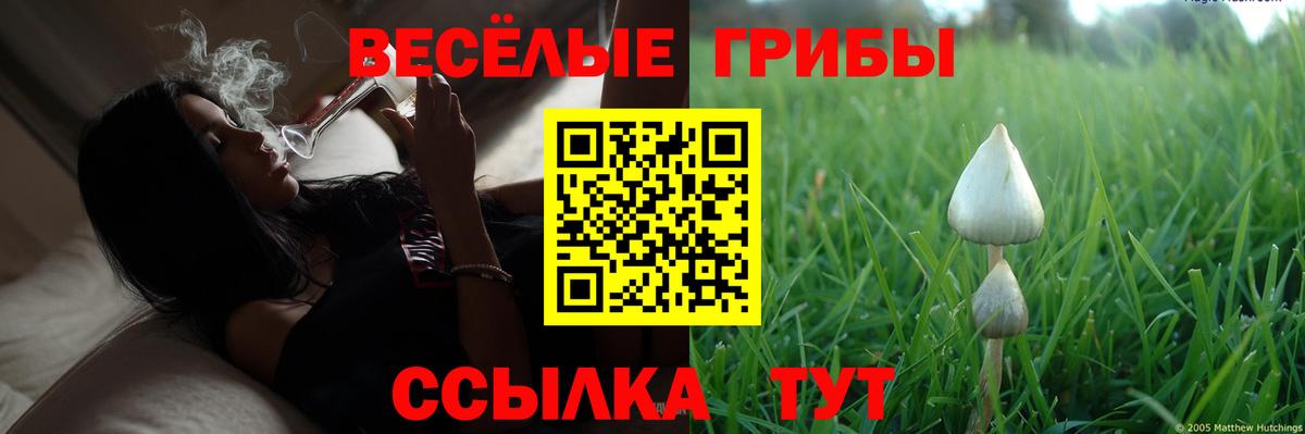 Галлюциногенные грибы Psilocybe  Вход с VPN  Сибай 